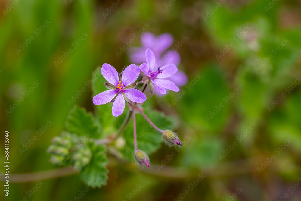 Wild flower in nature, scientific name; Erodium malacoides
