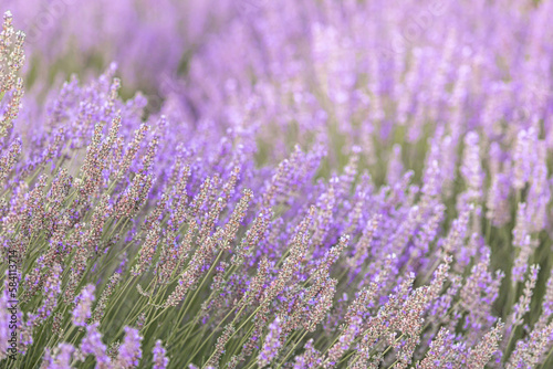 Lavender bushes closeup on sunset. Sunset gleam over purple flowers of lavender. Provence region of France.