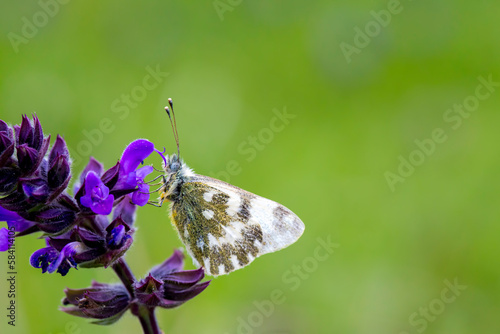 A beautiful butterfly on th...