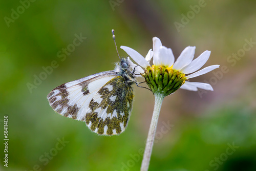 A beautiful butterfly on th...