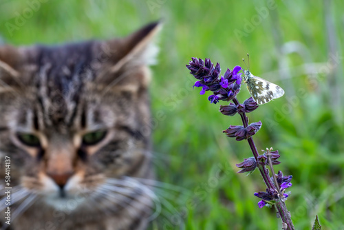 A beautiful butterfly on th...