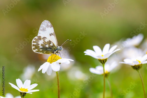 A beautiful butterfly on th...