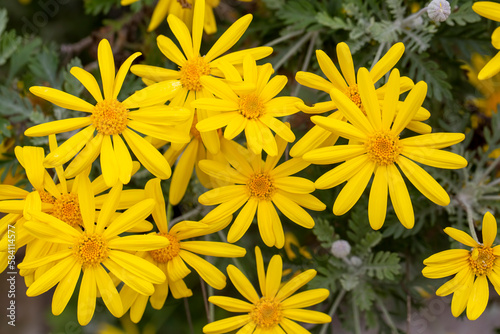 Yellow daisy bush, Scientific name; Euryops pectinatus photo