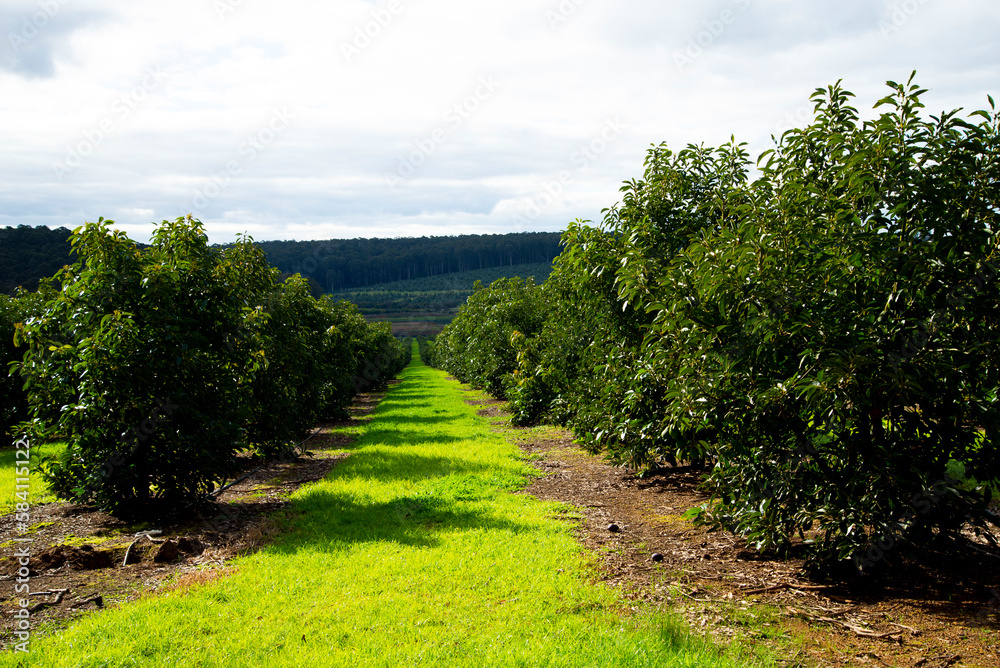 Organic Avocado Plantation - Western Australia Organic Avocado Plantation - Western Australia