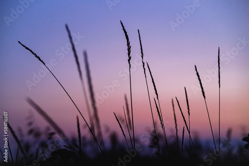 Grass against a purple sunset sky
