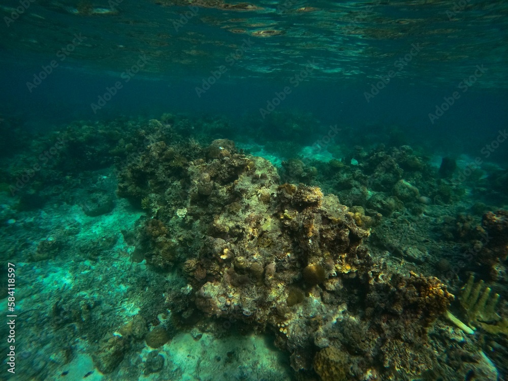 Fototapeta premium Idyllic shot of a coral reef in Coron, Palawan in the Philippines.