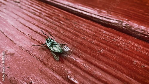 stunned horsefly insect tries to roll over and stand up on its feet close-up