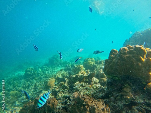 Idyllic shot of a coral reef surrounded by a school of fish in in Coron, Palawan in the Philippines.