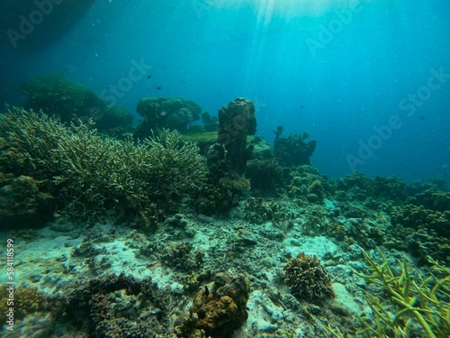Idyllic shot of a coral reef in Coron, Palawan in the Philippines. © Monika