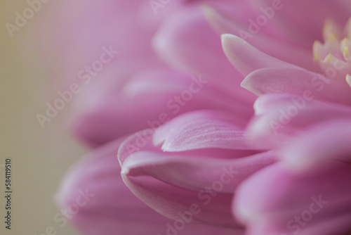 Purple flower petals close up