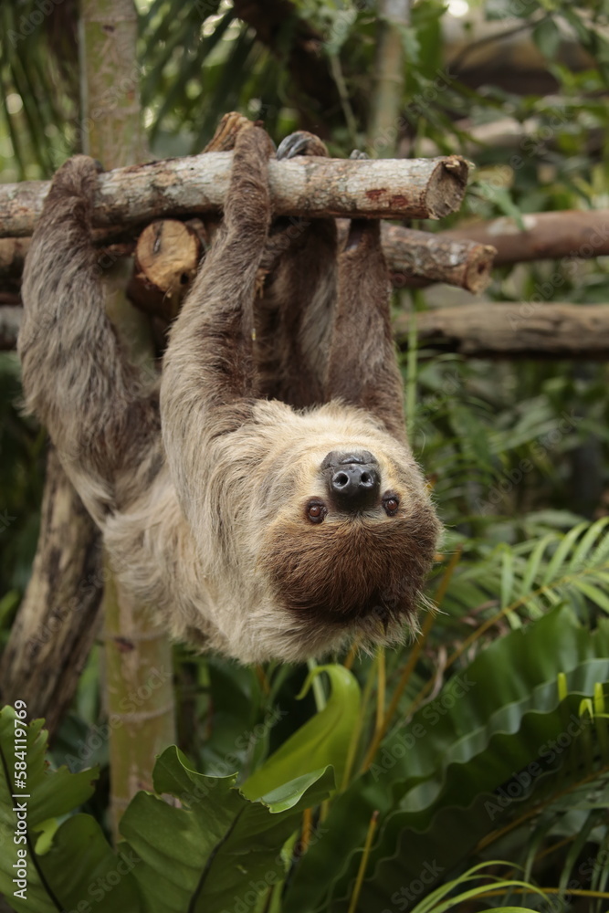 Least Concern species, Linné's Two-toed Sloth or Choloepus didactylus Least Concern species, Linné's Two-toed Sloth or Choloepus didactylus