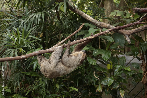 Least Concern species, Linné's Two-toed Sloth or Choloepus didactylus © ZPOT