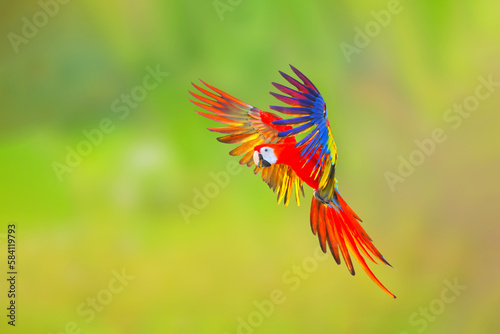 Colorful Scarlet macaw parrot flying on green nature background.