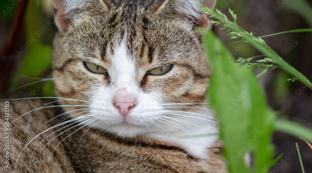Portrait of a cat in green grass