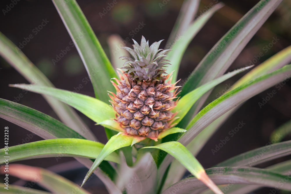 Pineapple fruit on a plant in a vegetable garden. Pineapple fruit on a plant in a vegetable garden.
