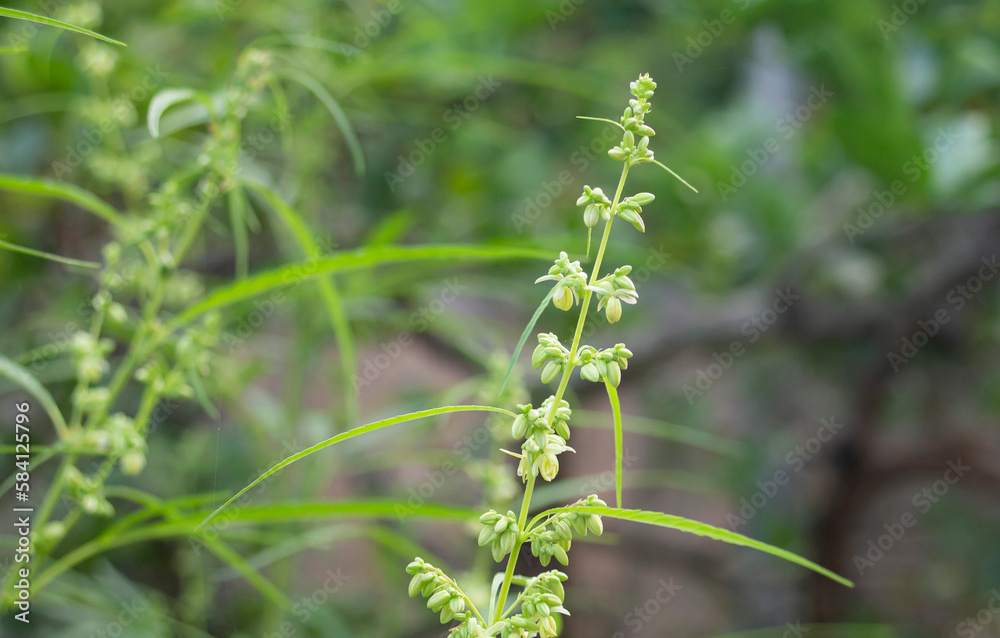 Close up of cannabis plant with green leaves and flowers in the garden Close up of cannabis plant with green leaves and flowers in the garden