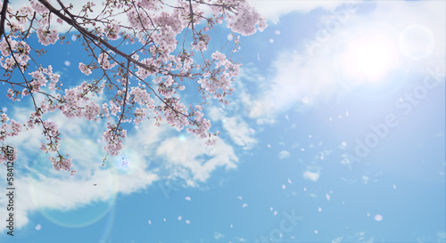 春の空を望み見上げる満開の桜と空雲の背景　新年度・入学・入社・入園・卒業のイメージ 花びら舞う桜吹雪　太陽レンズフレア © tenpadasi