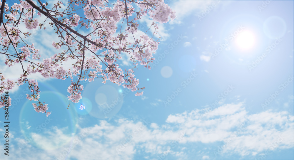 春の空を望み見上げる満開の桜と空雲の背景 新年度・入学・入社・入園・卒業のイメージ レンズフレアと太陽 春の空を望み見上げる満開の桜と空雲の背景 新年度・入学・入社・入園・卒業のイメージ レンズフレアと太陽