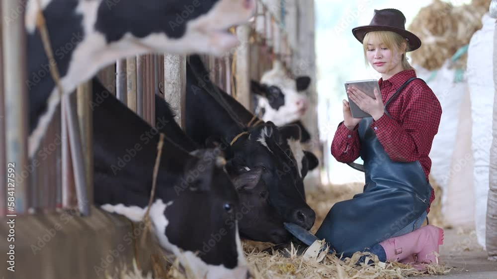 Female veterinarian medical gown stands in a cowshed and records the data after a regular examination of the cattle on the dairy farm. Concept of cattle breeding and its medical care. Female veterinarian medical gown stands in a cowshed and records the data after a regular examination of the cattle on the dairy farm. Concept of cattle breeding and its medical care.