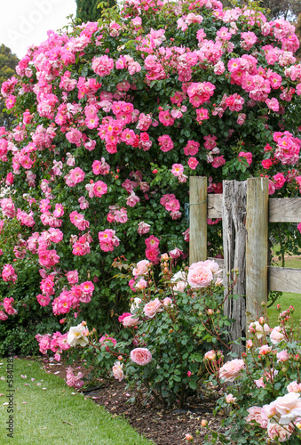 A pink climbing rose in garden setting. Rosa 'Manita'.