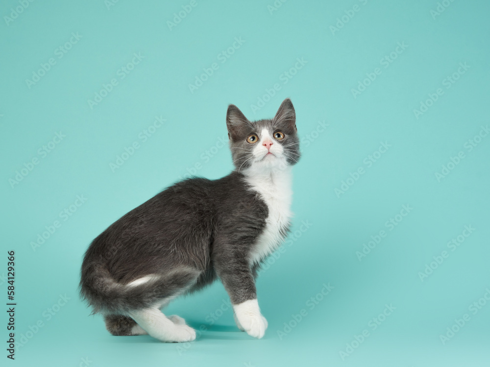 gray and white kitten play on a mint background. young cute cat in the studio gray and white kitten play on a mint background. young cute cat in the studio