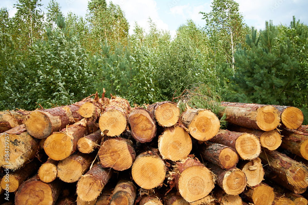 a freshly felled wooden pile in the forest