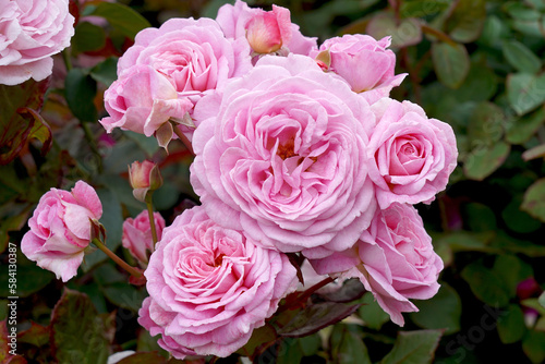 A cluster of beautiful pink rose blooms. Rosa  Summer Romance    Kortekcho .  A floribunda rose bred by Kordes Roses.