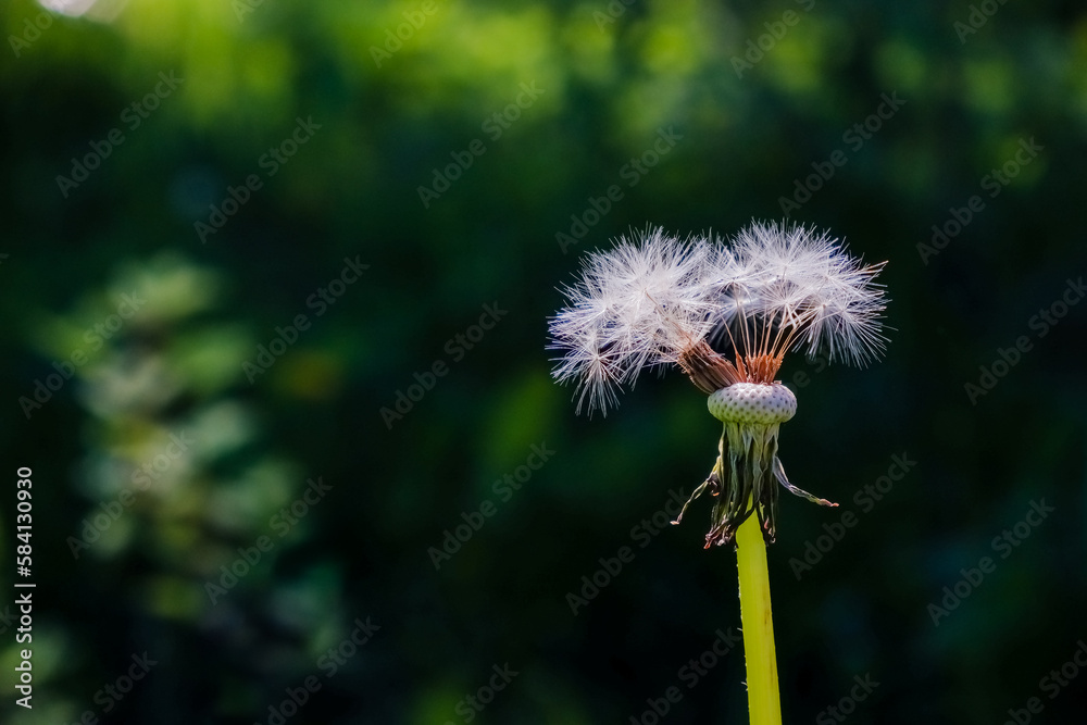 White fluffy dandelion on a green lawn, sunny warm day, summer, fluffs, seeds, serenity, wallpaper, screen saver, nature in summer, meadow, bright, picturesque, sunlight, summer mood, close-up