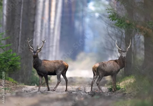 Fototapeta Jeleń szlachetny (Cervus elaphus)