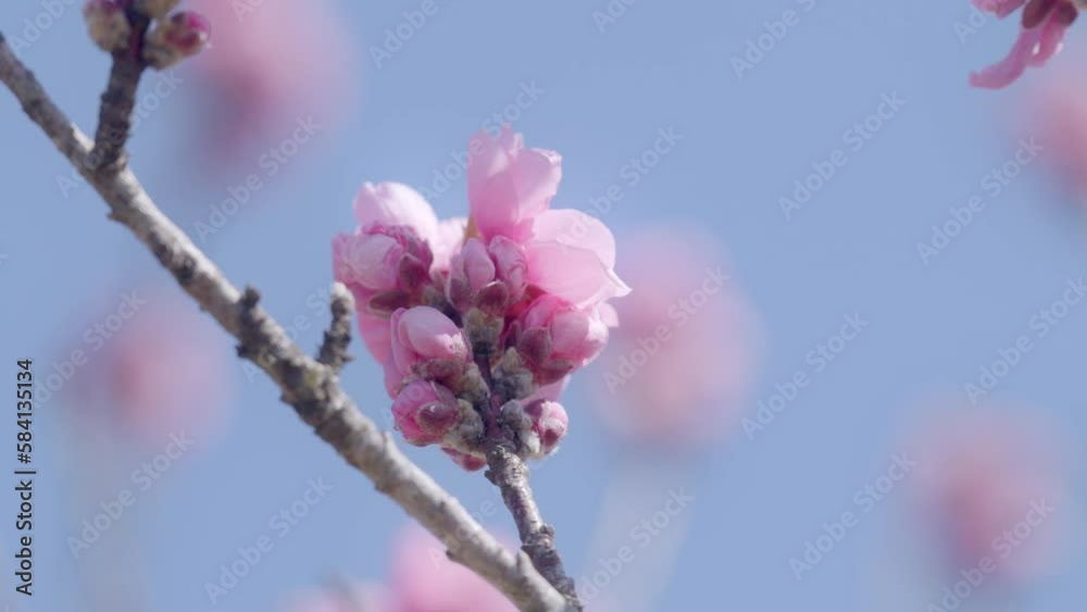 桃の花 - 12 桃の花 - 12