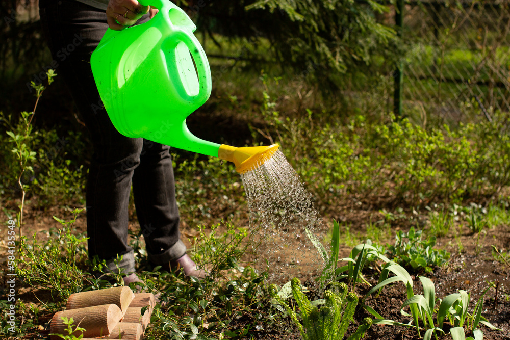 Fototapeta premium Woman with watering can pouring the ground in garden