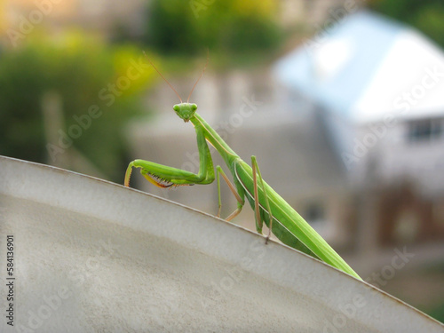Mantis from family Sphondromantis (probably Spondromantis viridis) is sitting. Sphodromantis viridis as a pet. Common names include African mantis, giant African mantis or bush mantis © leriostereo