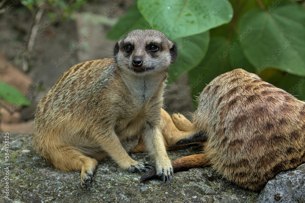 Fototapeta premium A vigilant meerkat watches the surroundings on a sunny summer day. He controls the territory and provide protection for the group.