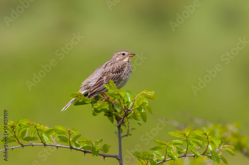 songbird in the woods, Corn Bunting, Emberiza calandra