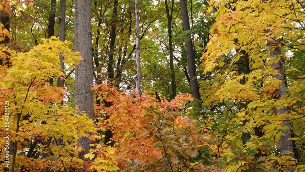 Aerial landscape drone shot through a colorful autumnal forest, with yellow and orange foliage Aerial landscape drone shot through a colorful autumnal forest, with yellow and orange foliage