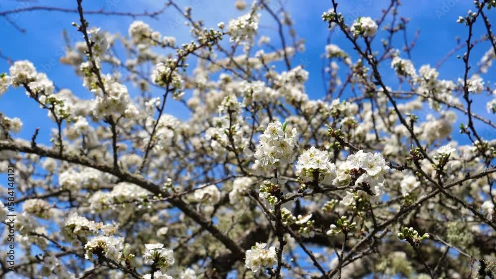Cherry Tree With Branches Of Flowers And A Blue Sky Background On The Spring Cherry Tree With Branches Of Flowers And A Blue Sky Background On The Spring
