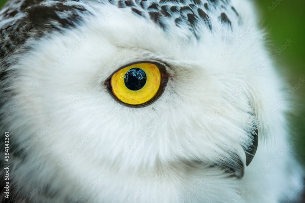 Owl close up. Portrait of a beautiful predator and hunter bird. Yellow clazas and large beak of an owl.