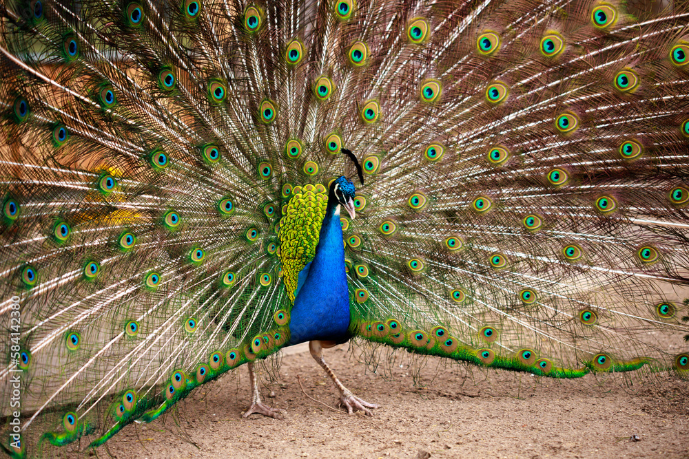 Obraz premium Peacock with bright plumage and open tail close-up. Beautiful bird with colorful feathers.