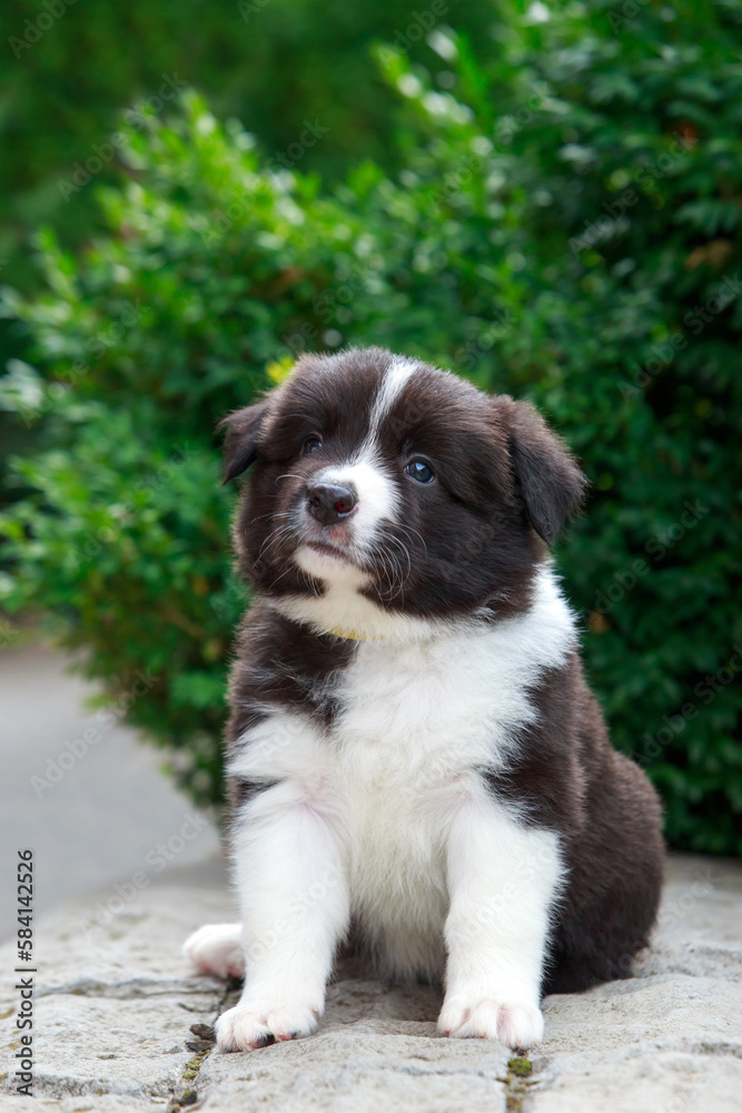 Dog breed Border Collie