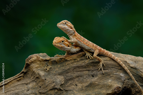 baby bearded dragons on a tree