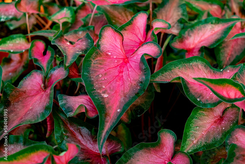 Caladium leaves with water droplets