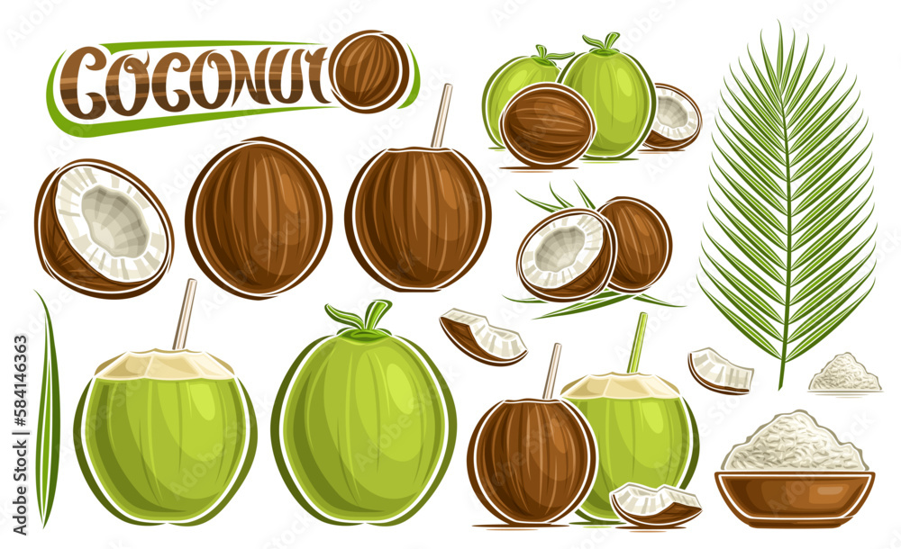 Vector Coconut Set, lot collection of cut out illustrations tropic