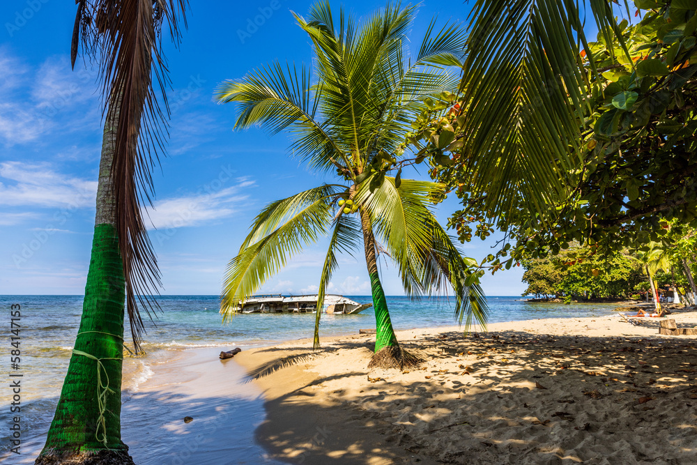 Fototapeta premium palm trees on the beach