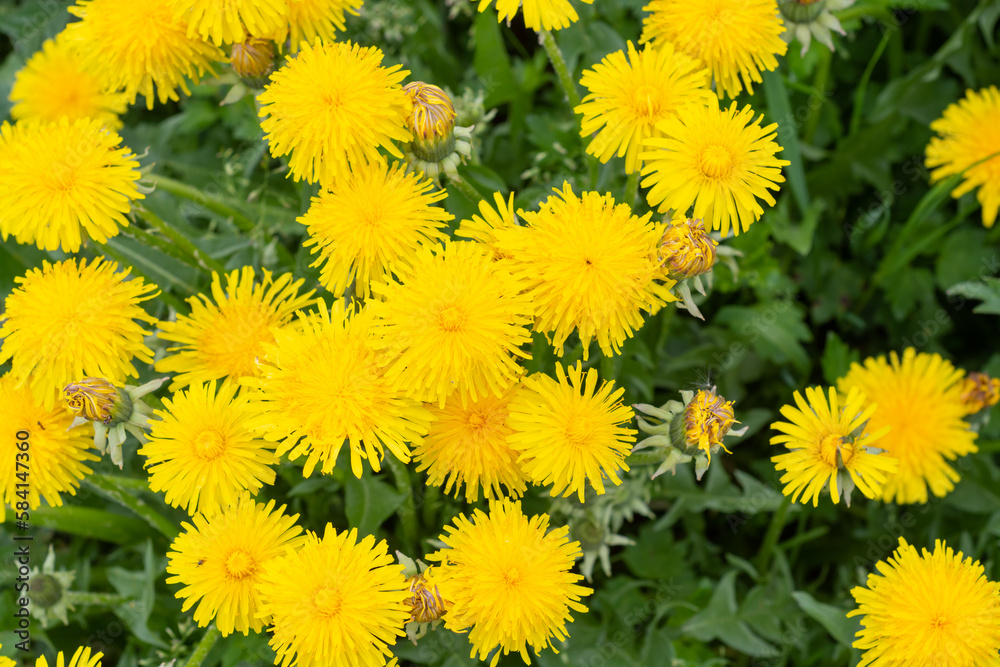 Beautiful yellow dandelions bloomed in summer in a clearing. Beautiful yellow dandelions bloomed in summer in a clearing.