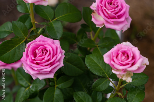 Beautiful roses Rose. Flowers. A beautiful rose bloomed in the garden. bloomed in the garden in summer. © Мария Иванова