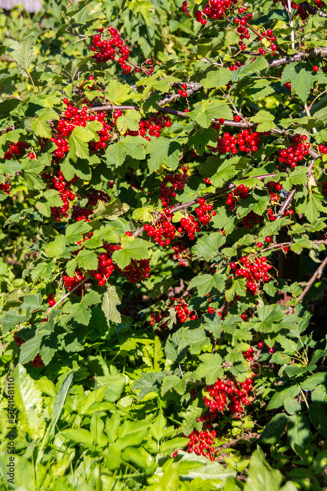Large ripe red currant berries ripened on the garden plot. Large ripe red currant berries ripened on the garden plot.