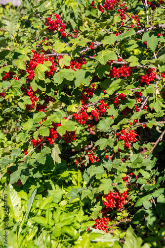  Large ripe red currant berries ripened on the garden plot.