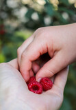 handful of berries. close up of little child hand taking raspberries from adult hand. concept of family, love, kindness