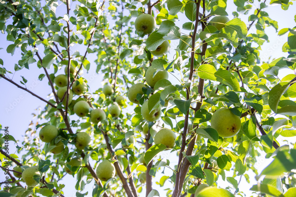 Large ripe varietal pears are ripe on the garden plot. Harvesting. Fruit.