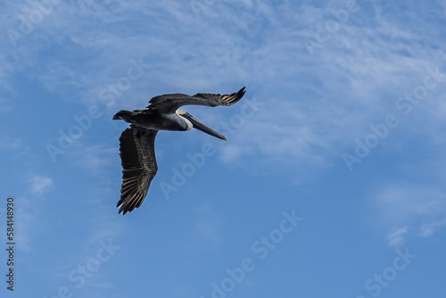 Brown Pelican